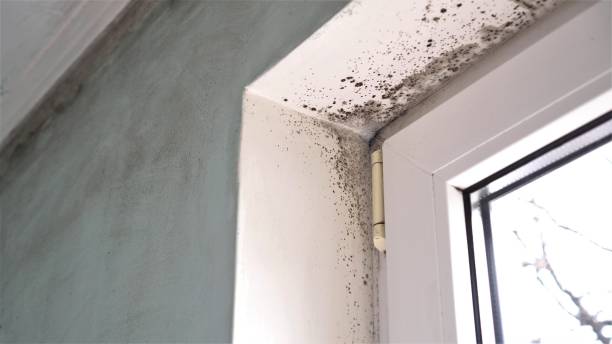 Best Mold Testing and Inspection Services in Castle Rock, CO