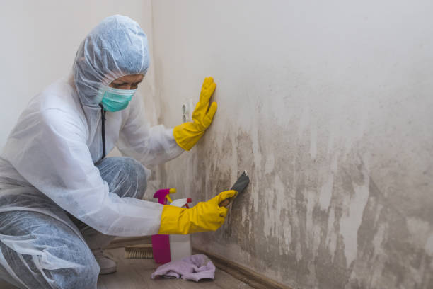 Best Bathroom Mold Remediation in Castle Rock, CO