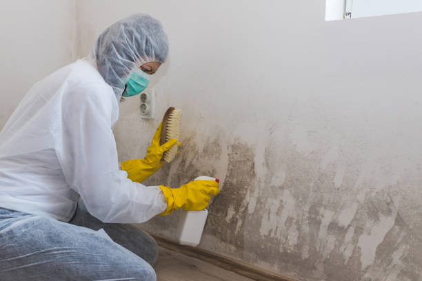 Best DIY Mold Remediation Support Services in Castle Rock, CO