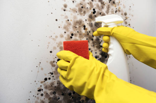 Best Basement Mold Remediation in Castle Rock, CO