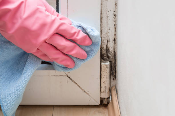 Best Residential Mold Remediation in Castle Rock, CO