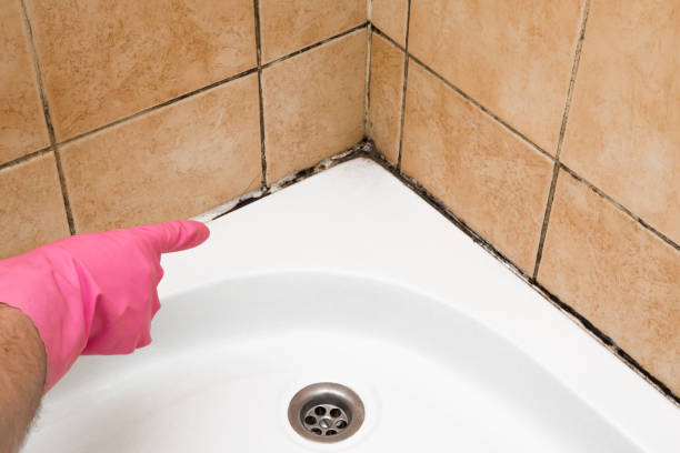 Best Commercial Mold Remediation in Castle Rock, CO